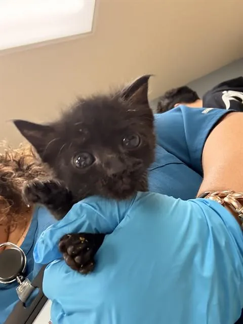 A baby small-sized male Domestic Short Hair cat named A for adoption in Riverside, CA