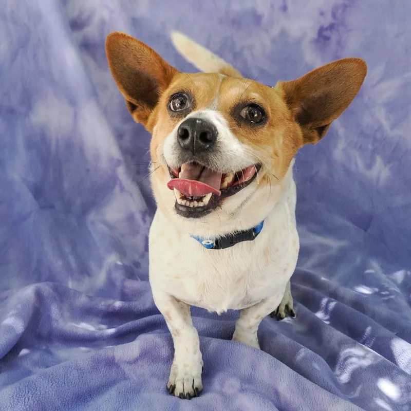 An adult small-sized male White / Cream Jack Russell Terrier dog named Link for adoption in Point Richmond, CA