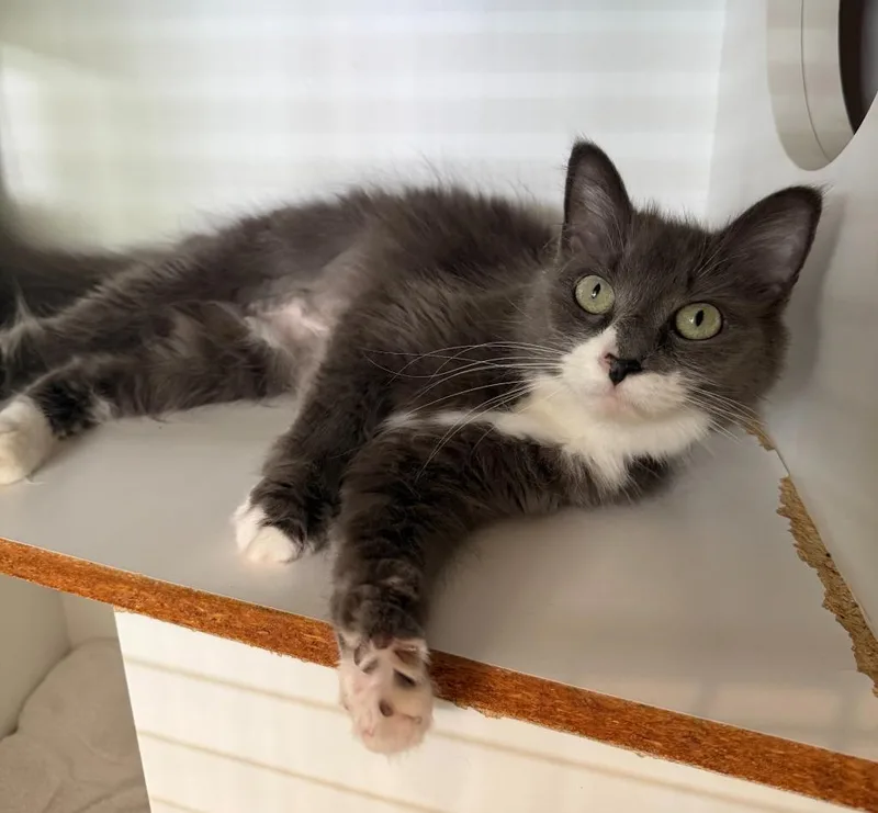 A senior small-sized female Domestic Short Hair cat named Nimbus for adoption in Hyde Park, NY
