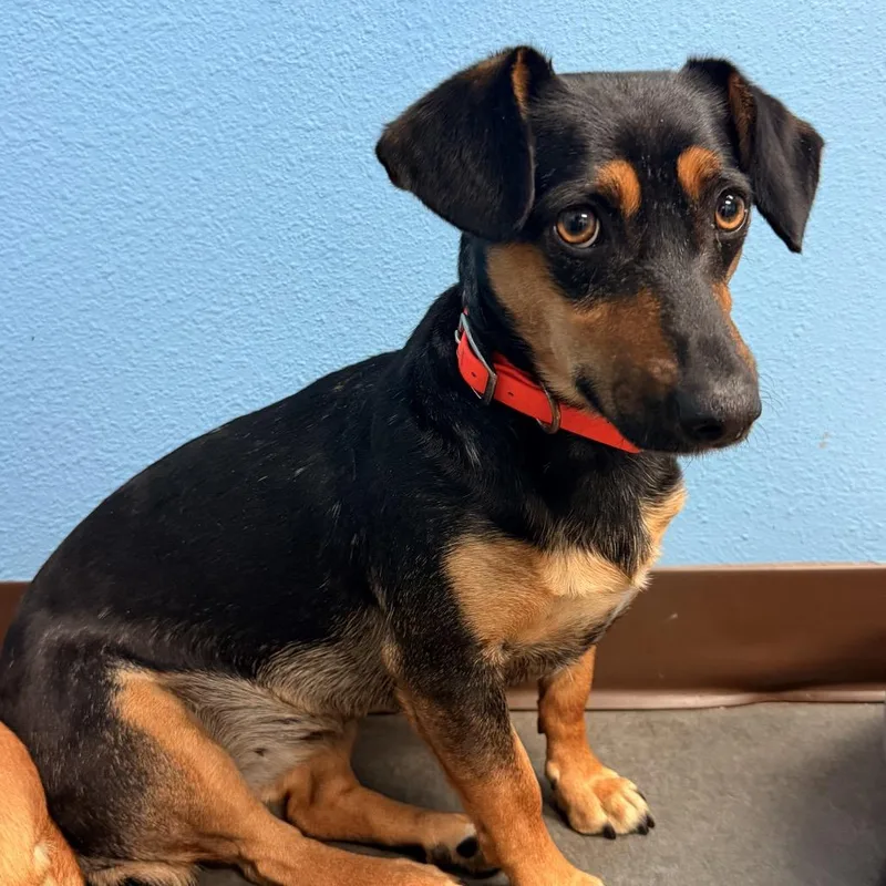 An adult medium-sized female Black Dachshund dog named Lily for adoption in Idaho Falls, ID