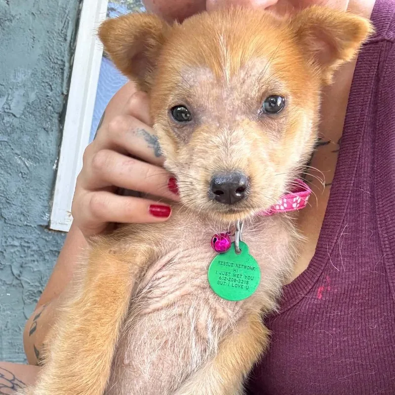 A baby small-sized male Red / Chestnut / Orange Mixed Breed dog named Mango for adoption in Buffalo, MN