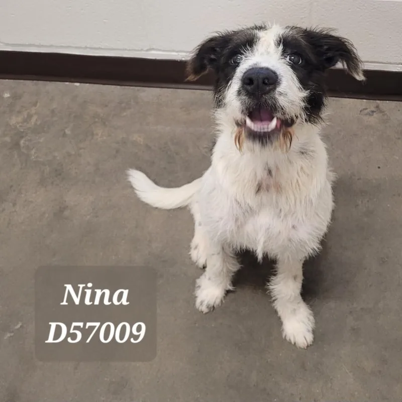 Nina thumbnail 2