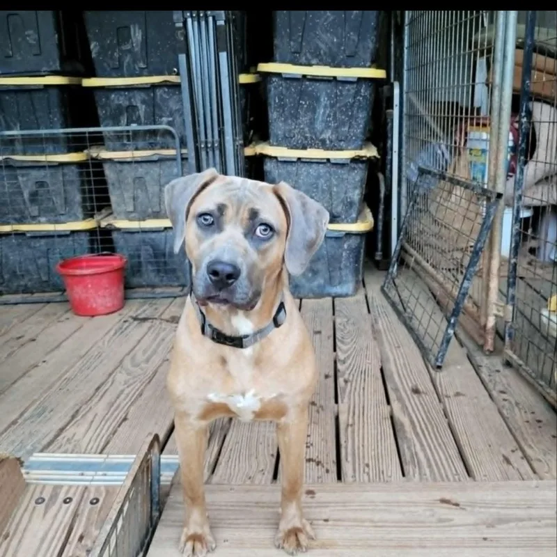 A young large-sized female Bicolor Presa Canario dog named Fiona for adoption in CUMMING, GA