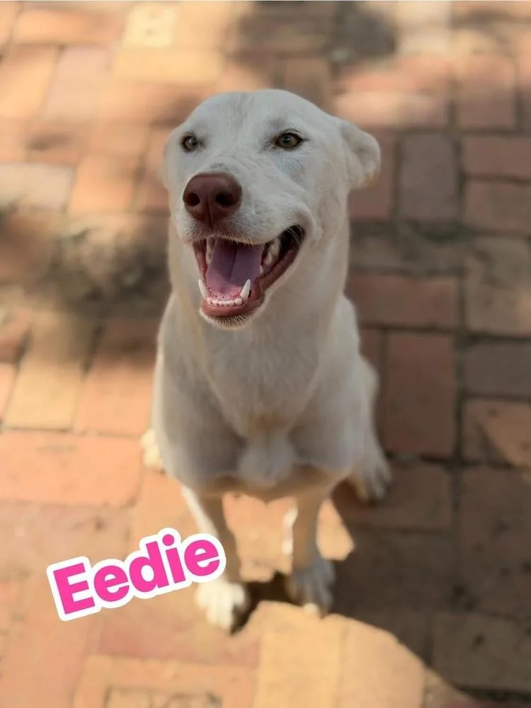 A young medium-sized female White / Cream Shepherd dog named Eedie for adoption in Brookshire, TX