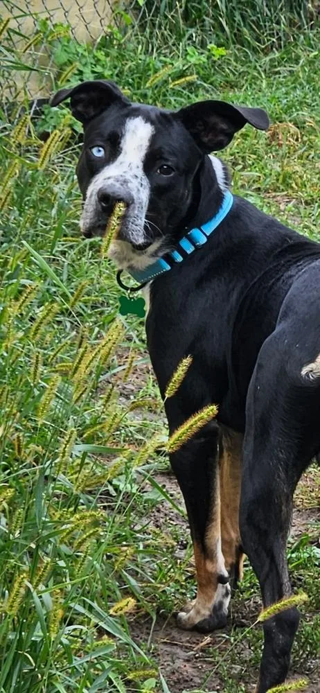 An adult medium-sized male Pit Bull Terrier dog named Finnegan for adoption in Peoria, IL