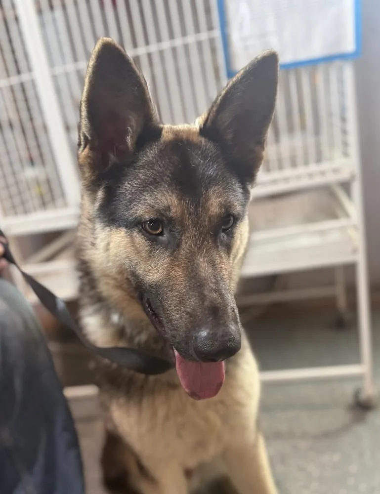 A baby large-sized male German Shepherd Dog dog named Penn for adoption in Pleasant Hill, CA