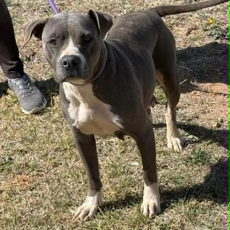 An adult medium-sized female Gray / Blue / Silver Pit Bull Terrier dog named Linde for adoption in Olathe, KS