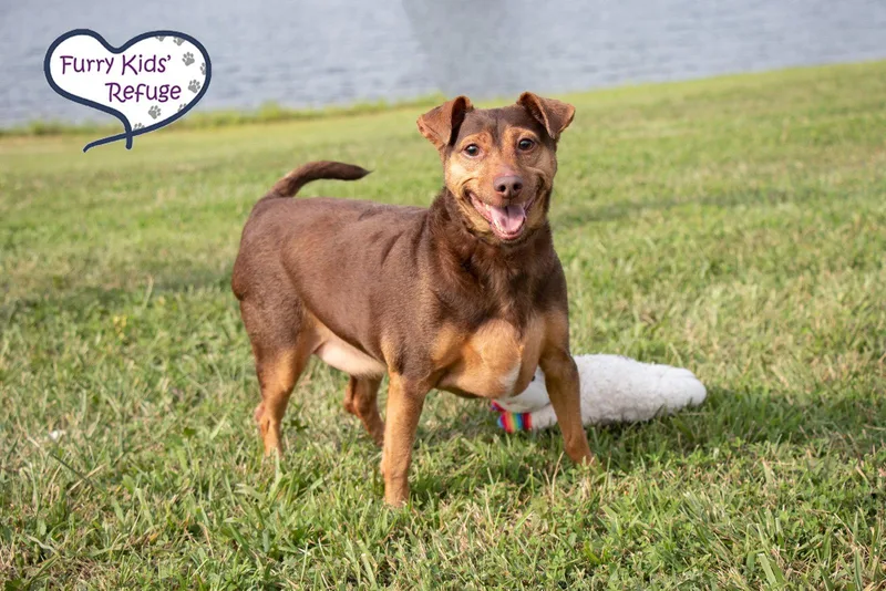 An adult medium-sized male Chihuahua dog named Buddy Guy for adoption in Lee's Summit, MO