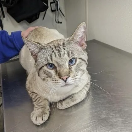 An adult medium-sized male Domestic Short Hair cat named Noah for adoption in Worcester, MA