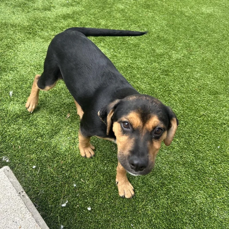 A baby small-sized female Black Mixed Breed dog named West for adoption in Bedford, NH