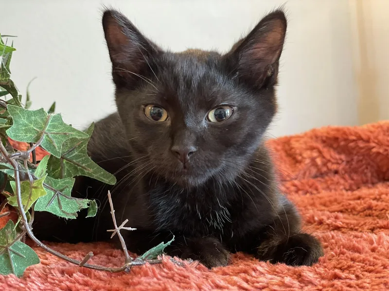 A baby medium-sized male Black Domestic Short Hair cat named Snickers at Canton PetSmart for adoption in Taylor, MI