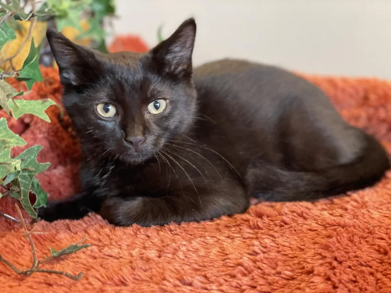 Snickers at Canton PetSmart thumbnail 2