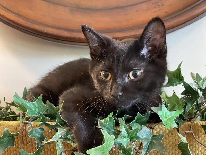 Snickers at Canton PetSmart thumbnail 3