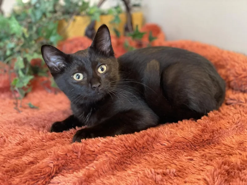 Snickers at Canton PetSmart thumbnail 4