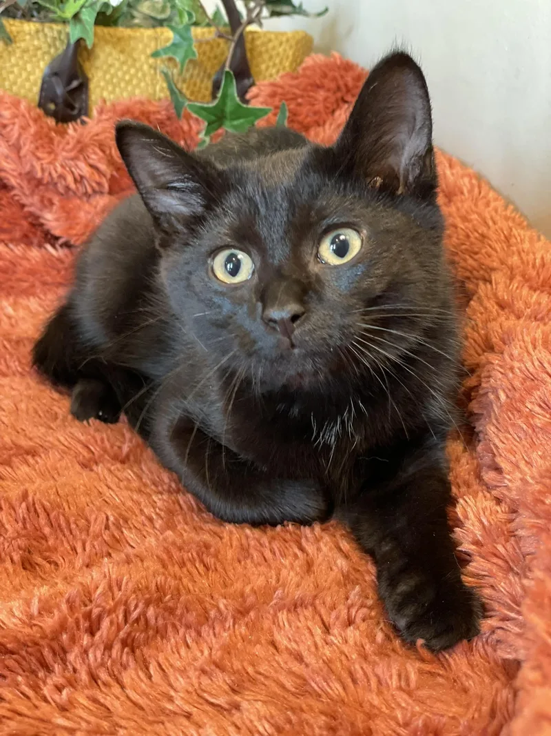 Snickers at Canton PetSmart thumbnail 5