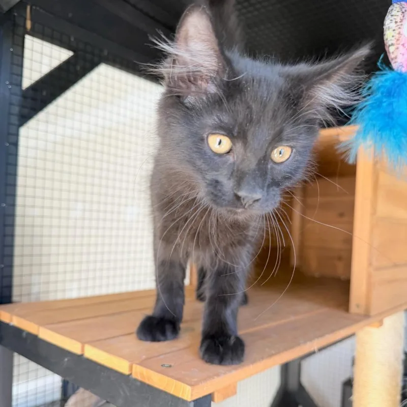 A baby small-sized male Domestic Medium Hair cat named Hallelujah Holiday for adoption in Fredericksburg, VA