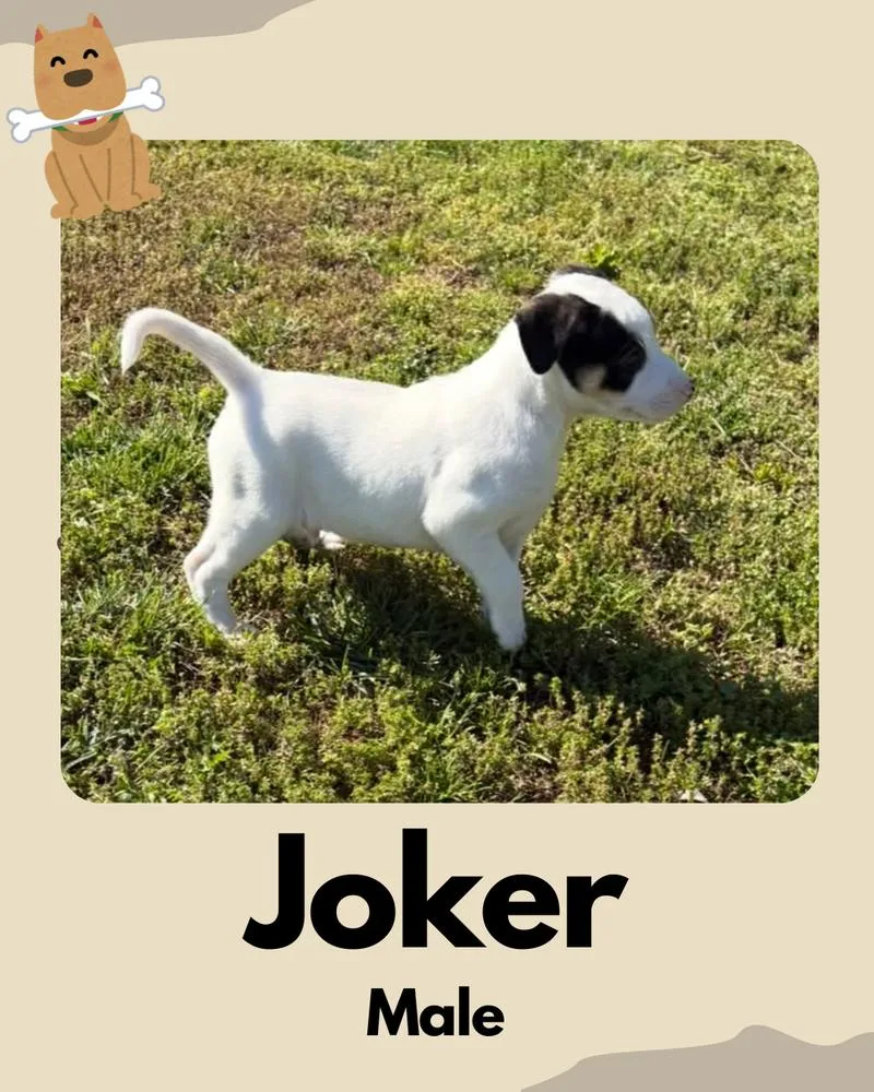 A young medium-sized male Jack Russell Terrier dog named Joker ~ for adoption in Columbia, TN