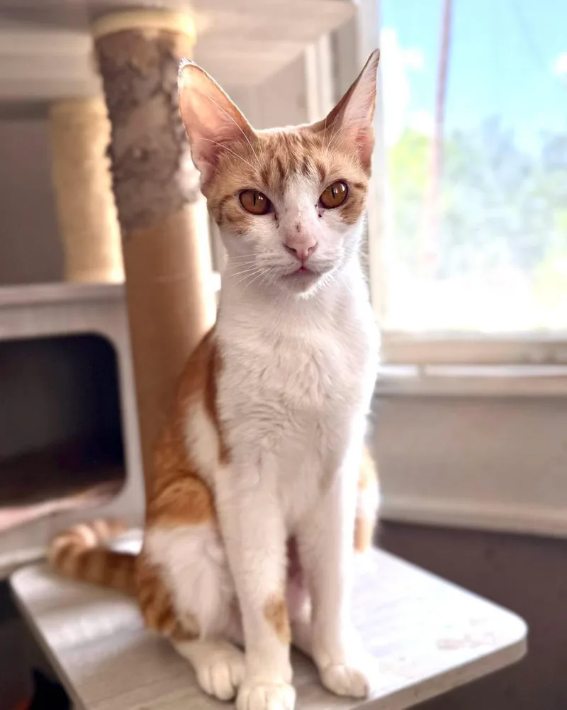 A young medium-sized female Orange & White Domestic Short Hair cat named Harper for adoption in Shreveport, LA