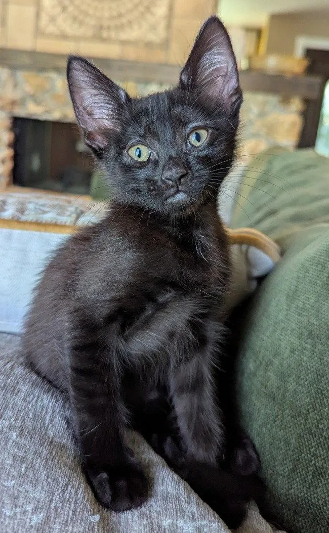 A baby medium-sized male Black Domestic Short Hair cat named Washington for adoption in Oviedo, FL