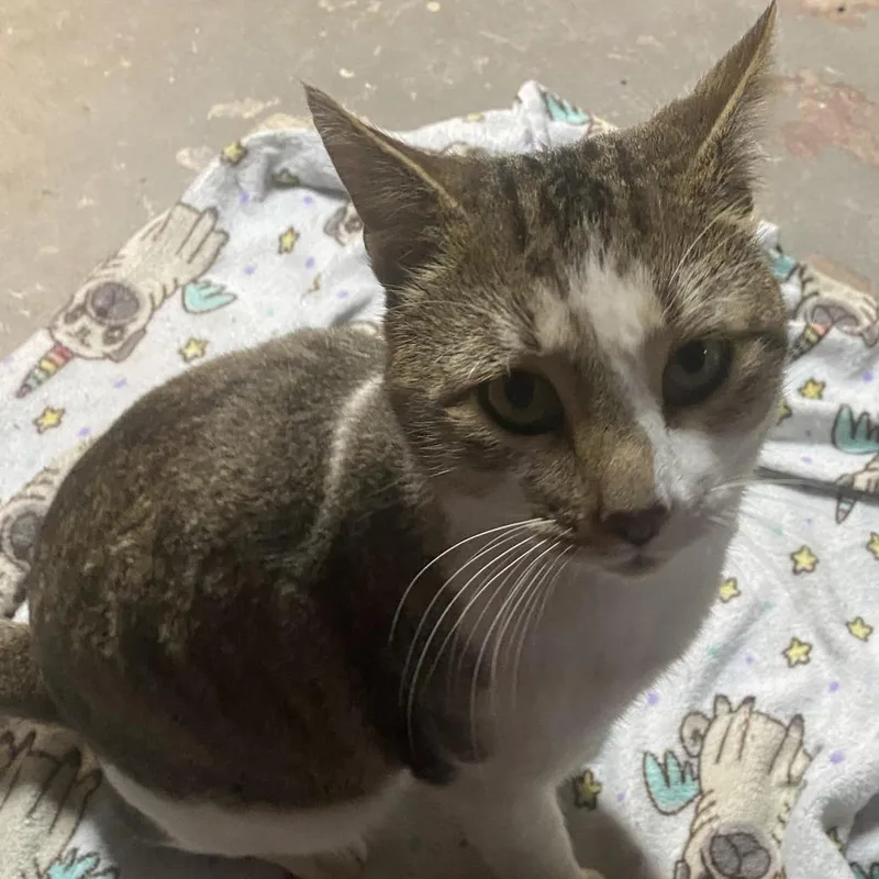 A baby large-sized male Gray / Blue / Silver Domestic Short Hair cat named Stew for adoption in Manchester, CT