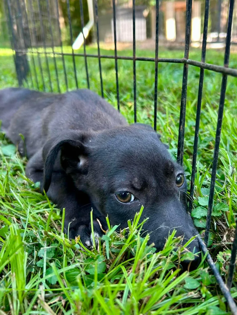 A baby medium-sized female Black Labrador Retriever dog named Raya for adoption in Watertown, CT