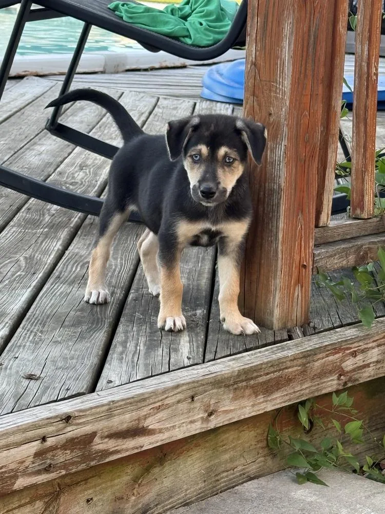 Nova