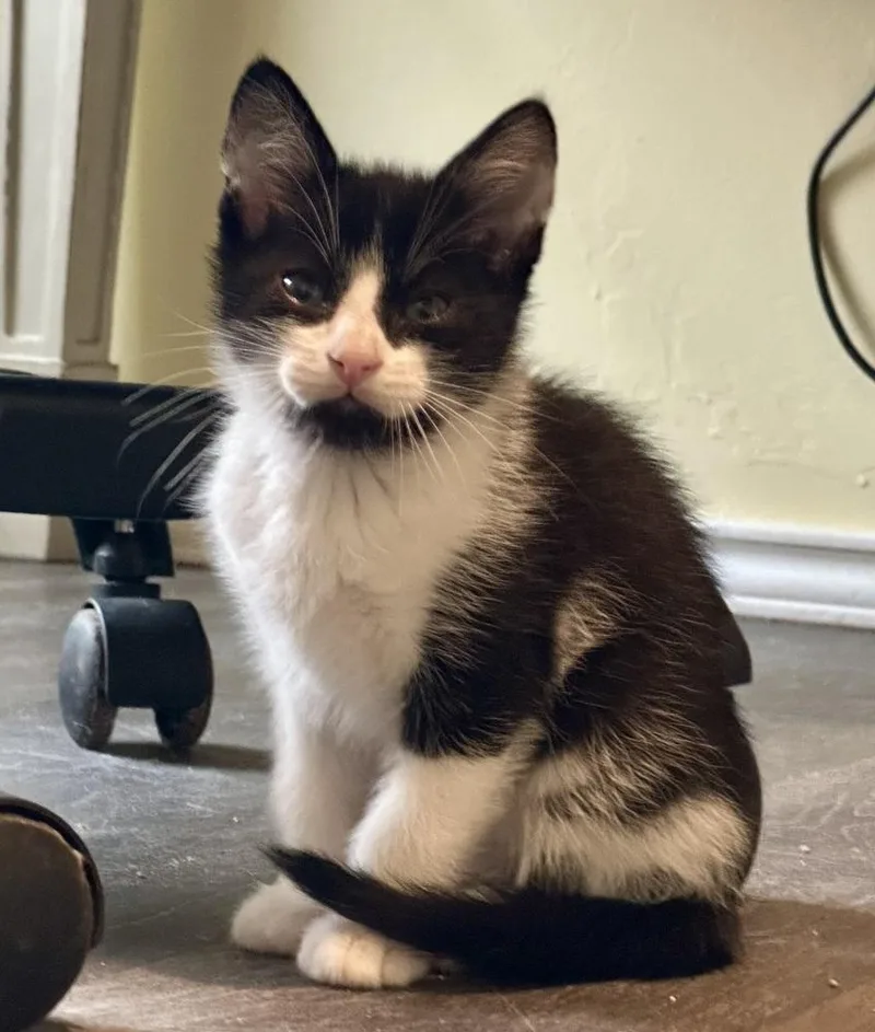 A baby small-sized male Black & White / Tuxedo Domestic Medium Hair cat named Mr. T for adoption in Shawnee, OK