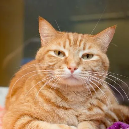 Mr. Meow thumbnail 2
