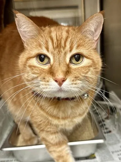 Mr. Meow thumbnail 3