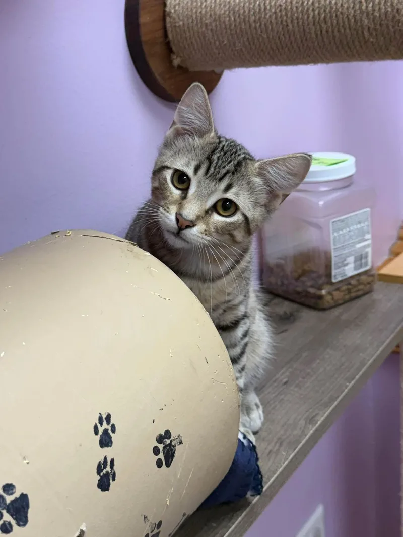 A baby medium-sized male Tabby (Brown / Chocolate) Domestic Short Hair cat named Eli for adoption in Crystal Lake, IL