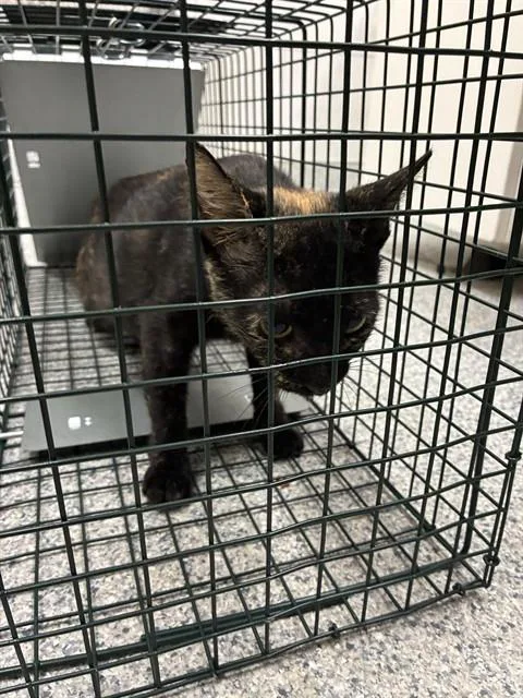 A young medium-sized female Domestic Short Hair cat named Waffle for adoption in Naples, FL