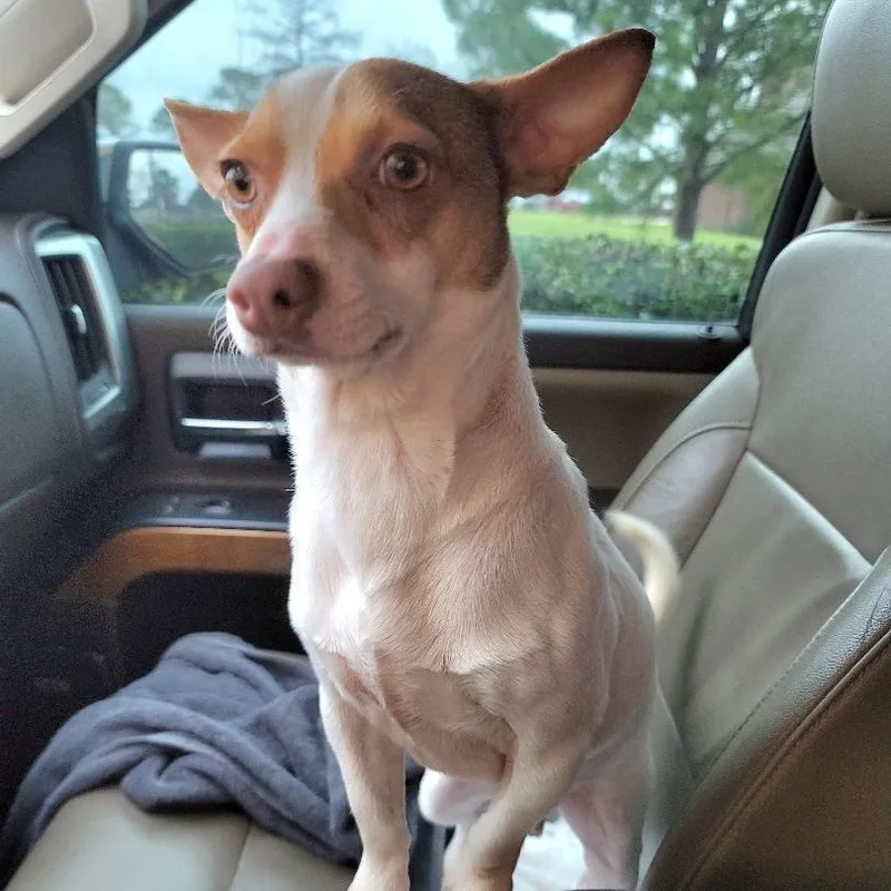 Mr Dorito thumbnail 2