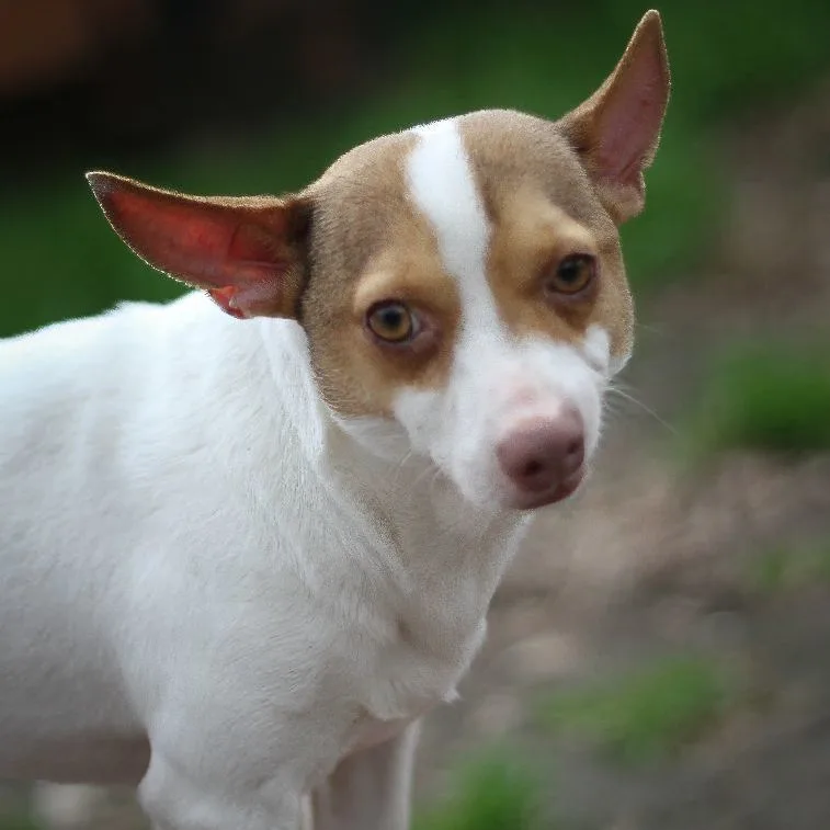 Mr Dorito thumbnail 4