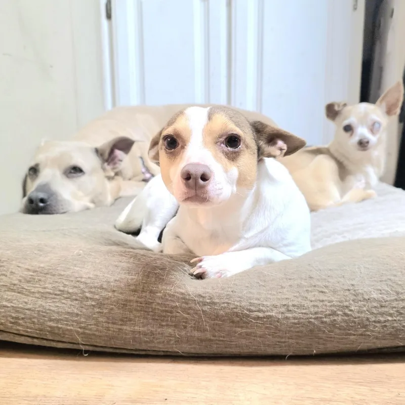 Mr Dorito thumbnail 5