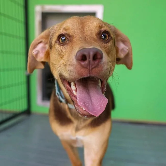 A young medium-sized female Brown / Chocolate Mixed Breed dog named Amy for adoption in Bradenton, FL