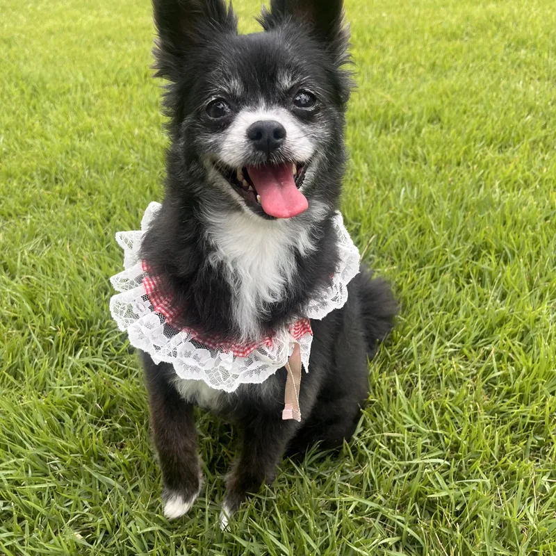 An adult small-sized female Black Pomeranian dog named Autumn for adoption in Springfield, VA