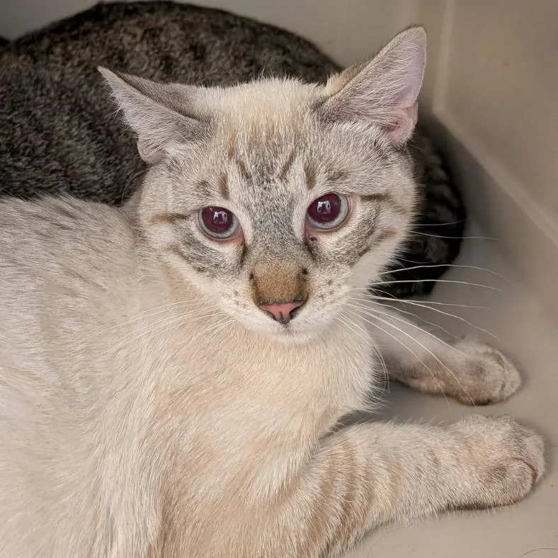 A baby medium-sized male Domestic Short Hair cat named Lilac for adoption in Fairport, NY