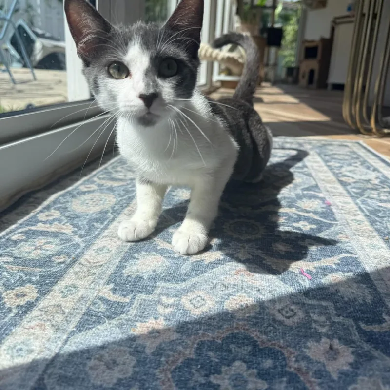 A baby small-sized male Gray & White Russian Blue cat named Jorgesbeloved for adoption in Boca Raton, FL