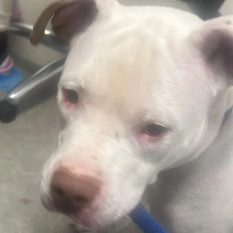 An adult medium-sized male White / Cream Mixed Breed dog named Mowie for adoption in Philadelphia, PA