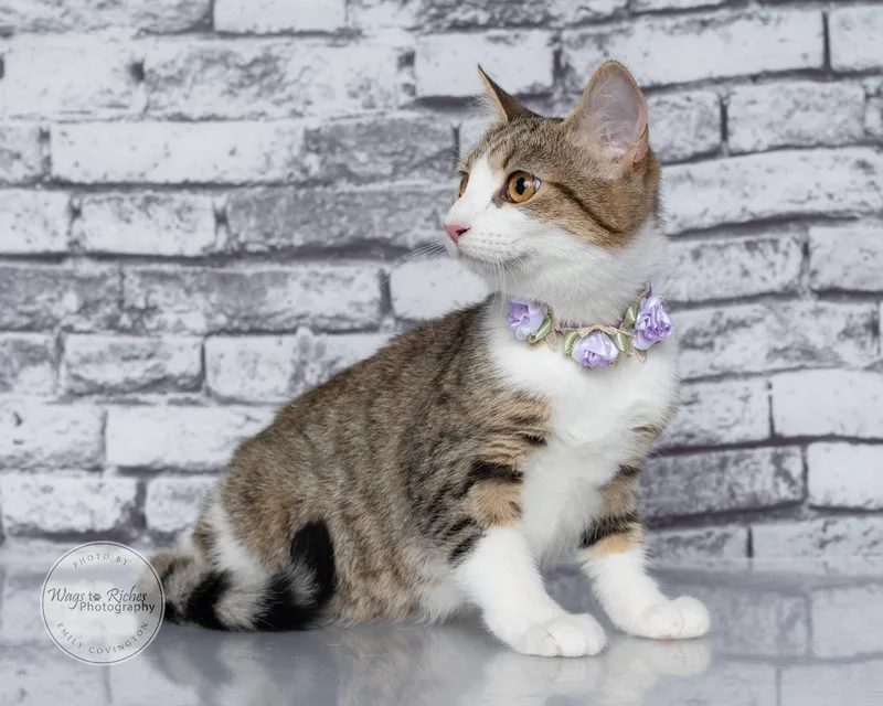 A baby medium-sized female White Domestic Short Hair cat named Toast for adoption in Tuscaloosa, AL