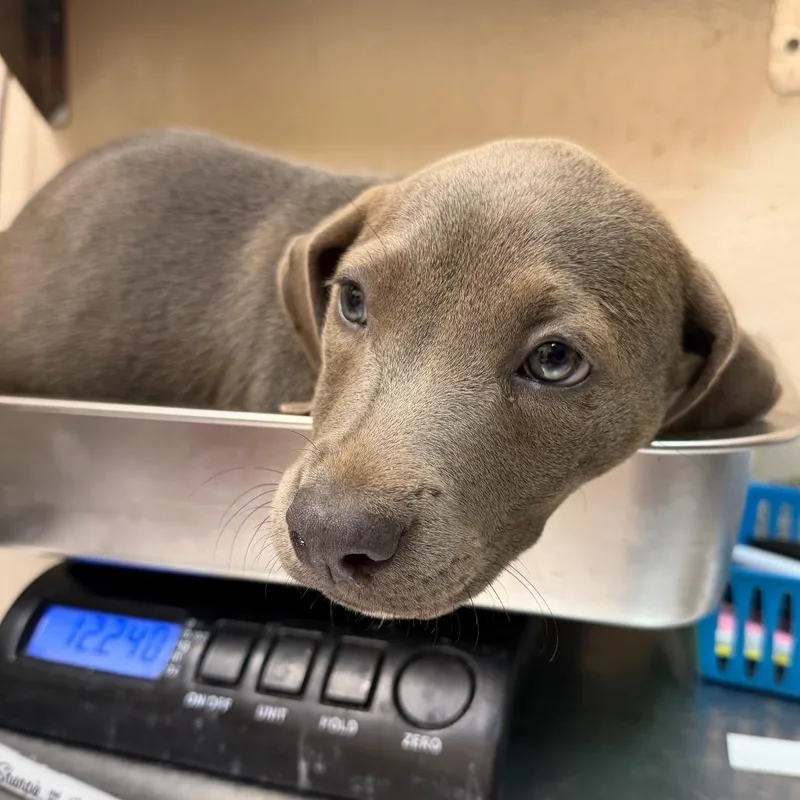 A baby small-sized female Gray / Blue / Silver Hound dog named Stevia for adoption in Birmingham, AL