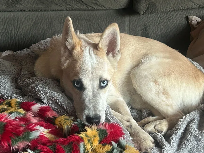 Bowie