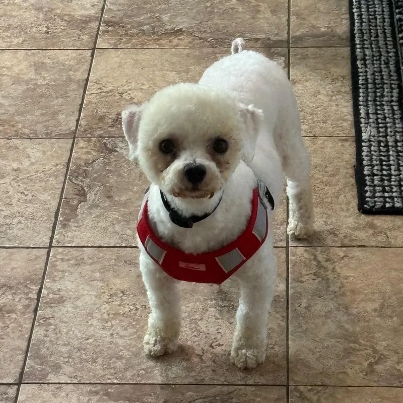 An adult small-sized female Bichon Frise dog named Little Mama for adoption in Gainesville, FL