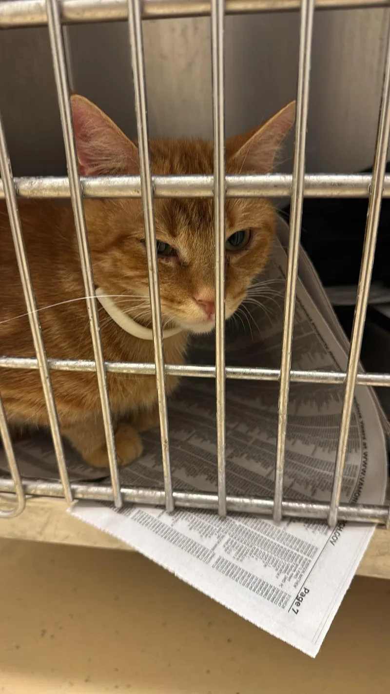 An adult medium-sized female Domestic Short Hair cat named Autum for adoption in Tappahannock, VA