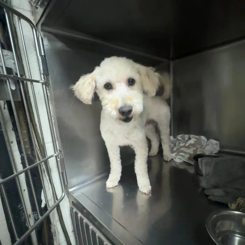 A baby small-sized female Poodle dog named Amaya for adoption in San Diego, CA