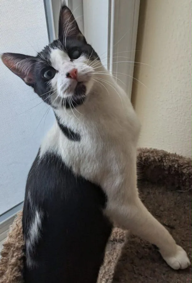 A young medium-sized male Black & White / Tuxedo Domestic Short Hair cat named Ruckus for adoption in Anchorage, AK