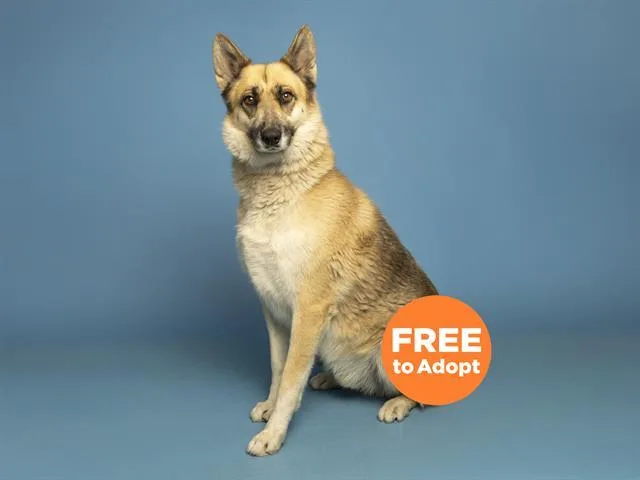 An adult large-sized male German Shepherd Dog dog named Zeus for adoption in Phoenix, AZ