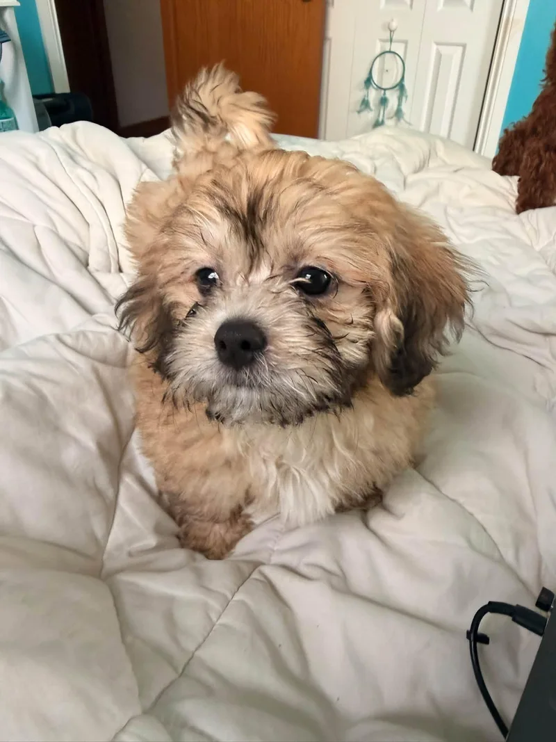 A young small-sized male Bicolor Bichon Frise dog named Charlie for adoption in Union Grove, WI