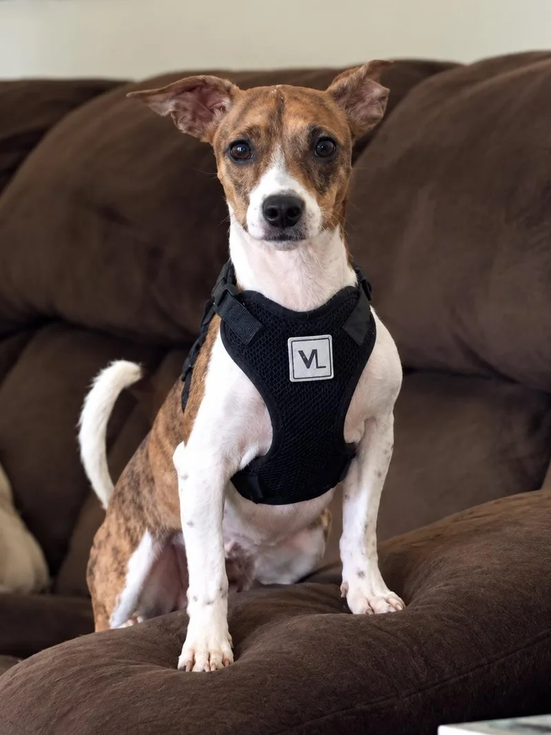 A young small-sized female Chihuahua dog named Robyn for adoption in Douglas, GA