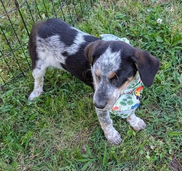 A baby medium-sized female Black Australian Shepherd dog named Zoey for adoption in Watertown, CT